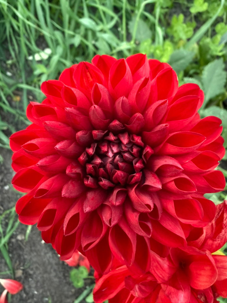 Dahlia - George 'O'