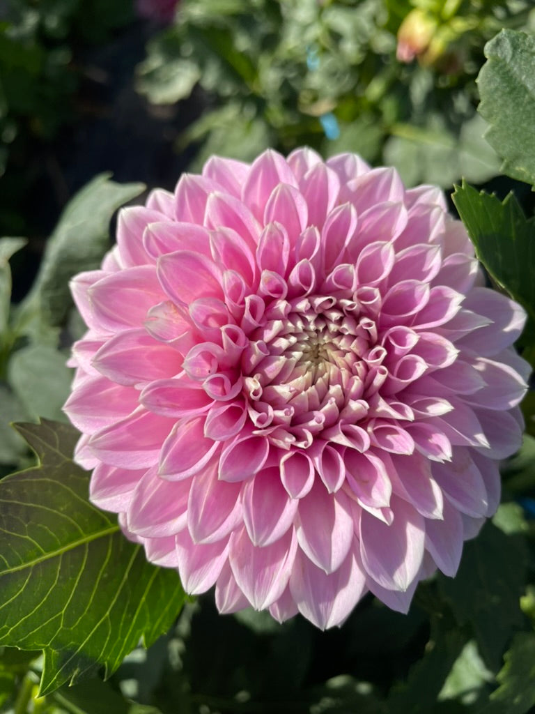 Dahlia - Glenmarc Thiona