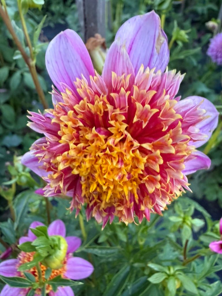 Dahlia - Mexico