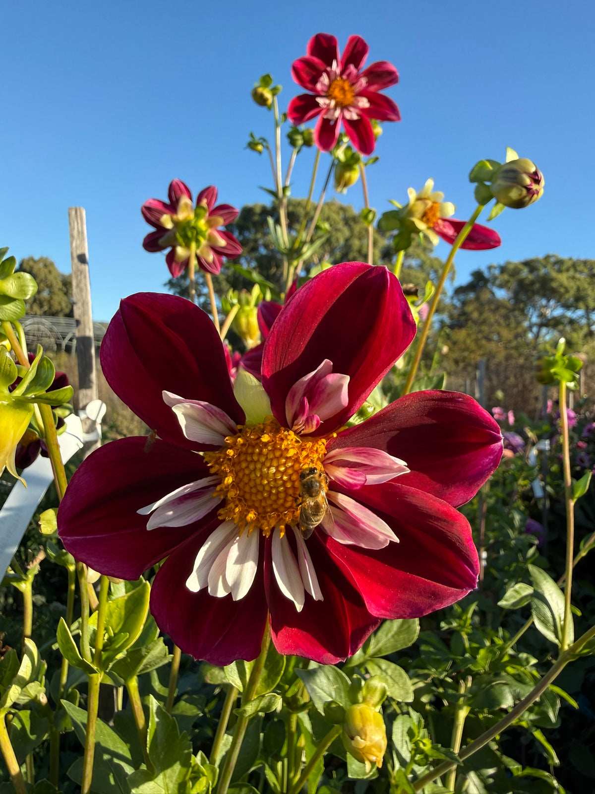 Dahlia - Darbro Marianne