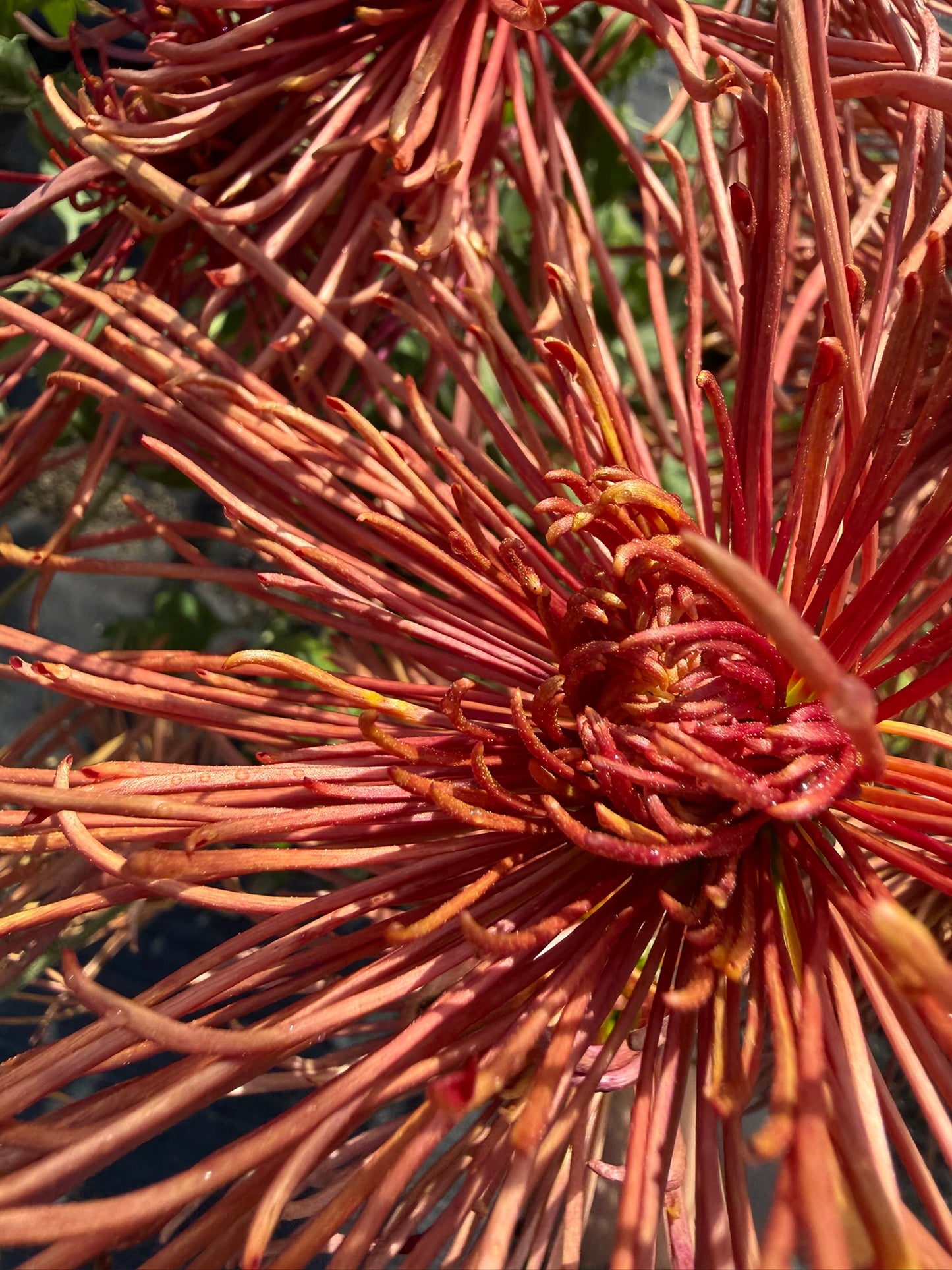 Chrysanthemum - Rooted Cutting - Topaz