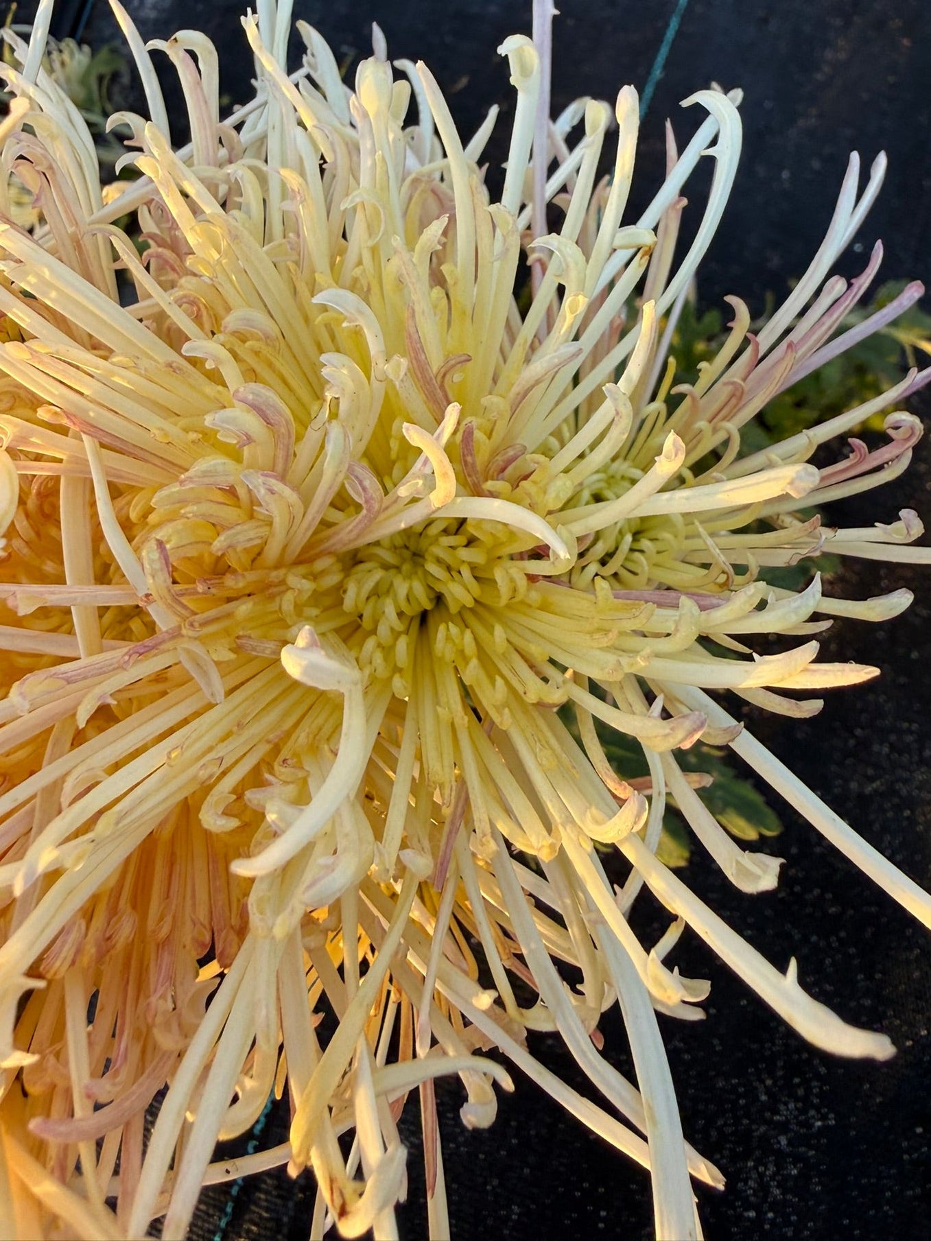 Heirloom Chrysanthemum - Rooted Cutting - Perfect Accent