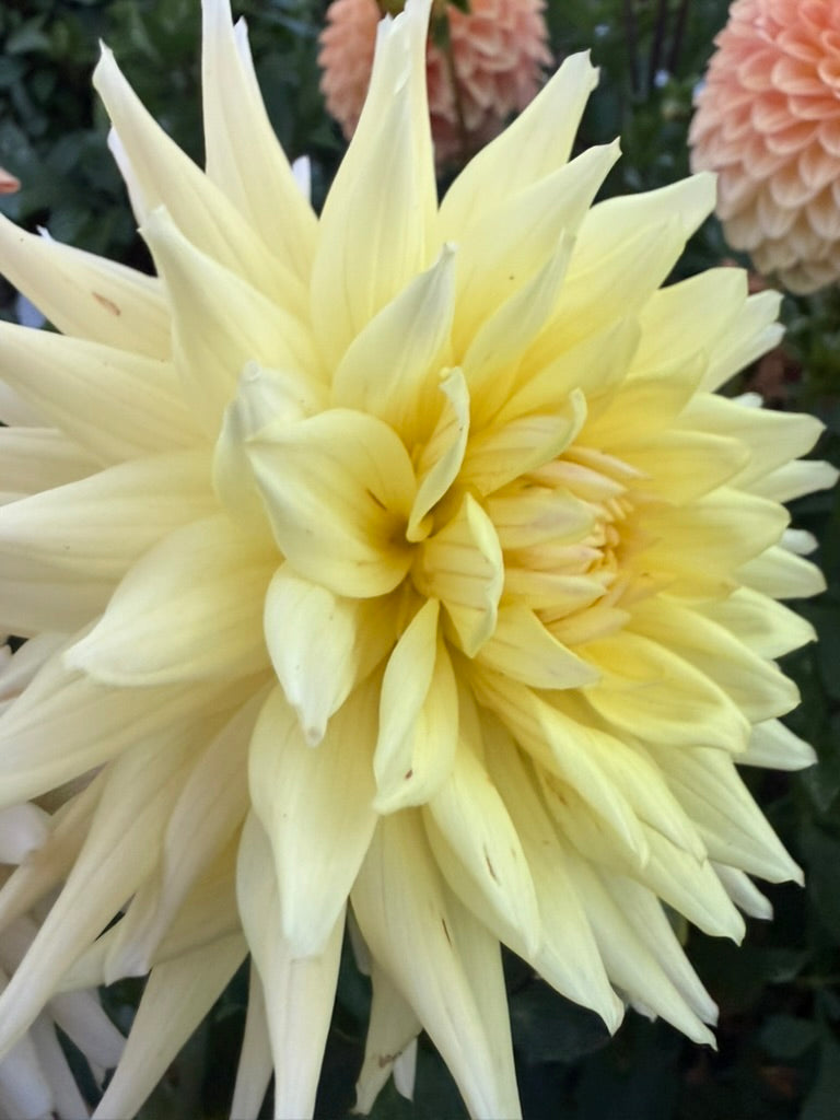 Dahlia - Ryecroft Helen