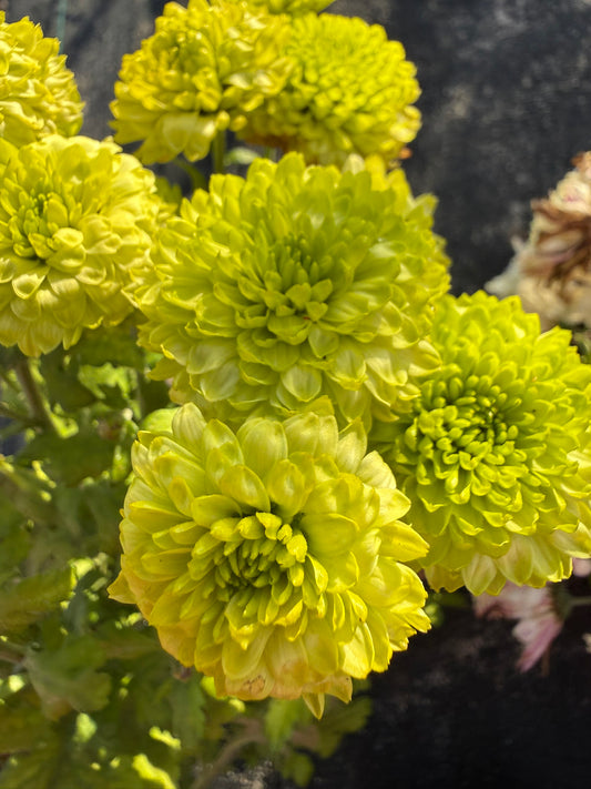 Chrysanthemum - Rooted Cutting - Yoko Ono