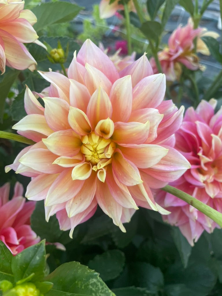 Dahlia - Kallista's Mystery