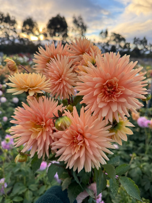 Dahlia - Embrace