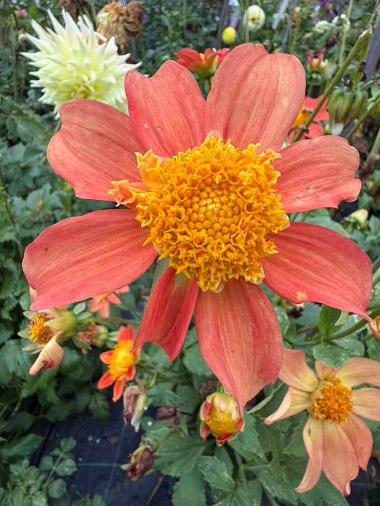 Dahlia - Jerry