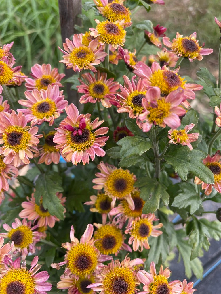Heirloom Chrysanthemum - Rooted Cutting - Dark Eye Smoke