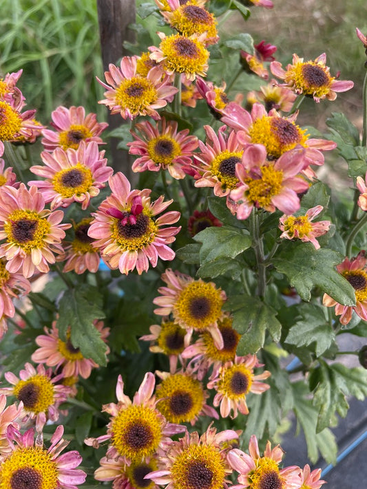 Heirloom Chrysanthemum - Rooted Cutting - Dark Eye Smoke