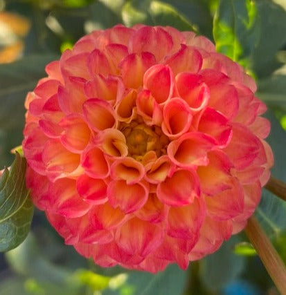 Dahlia - Butternut