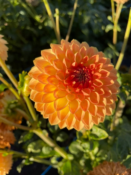 Dahlia - Blyton Softer Gleam
