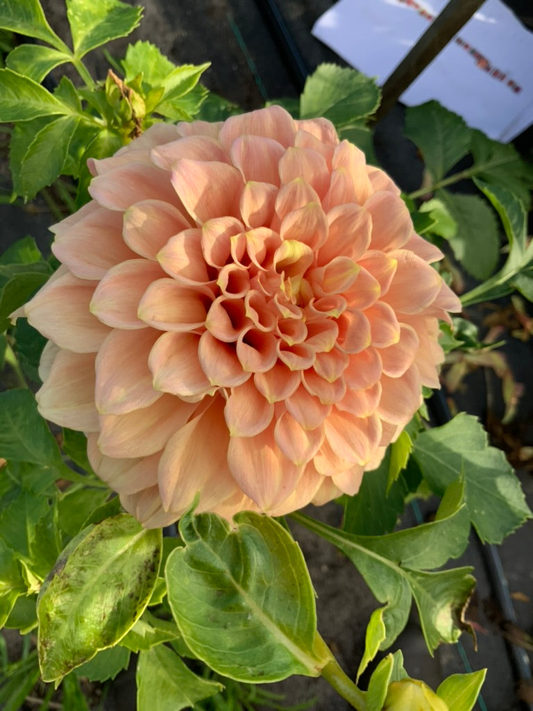 Dahlia - Bracken Accord