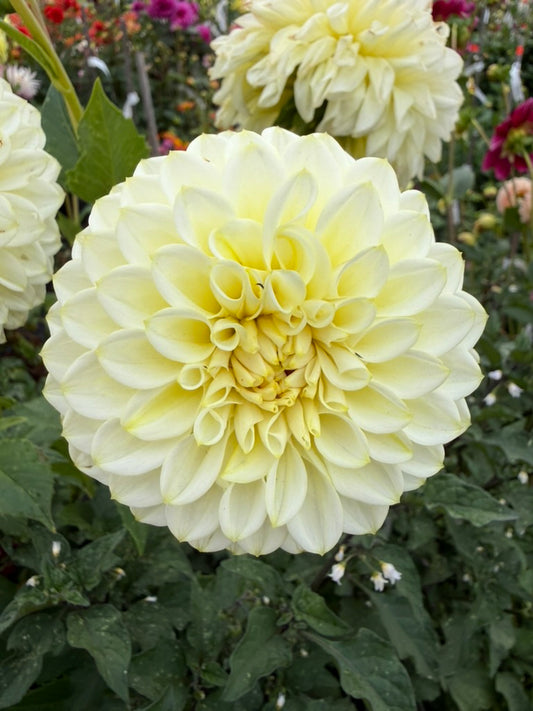 Dahlia - Bracken Jupiter