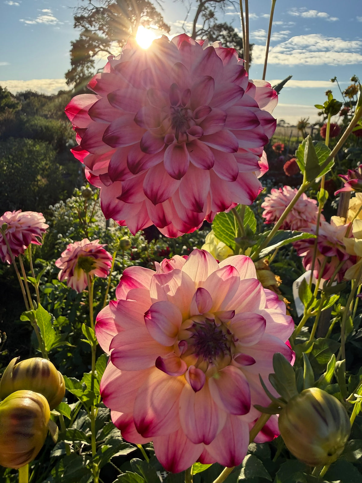 Dahlia - Wine & Roses