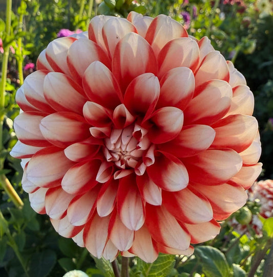 Dahlia - Hilara Fire n Ice