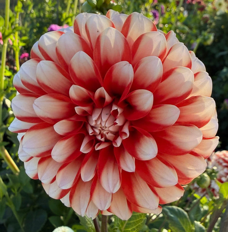 Dahlia Seed - Hilara Fire n Ice