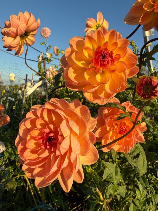 Dahlia - Granite Peachy