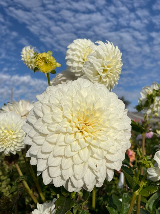 Dahlia - FBN Coconut Ice