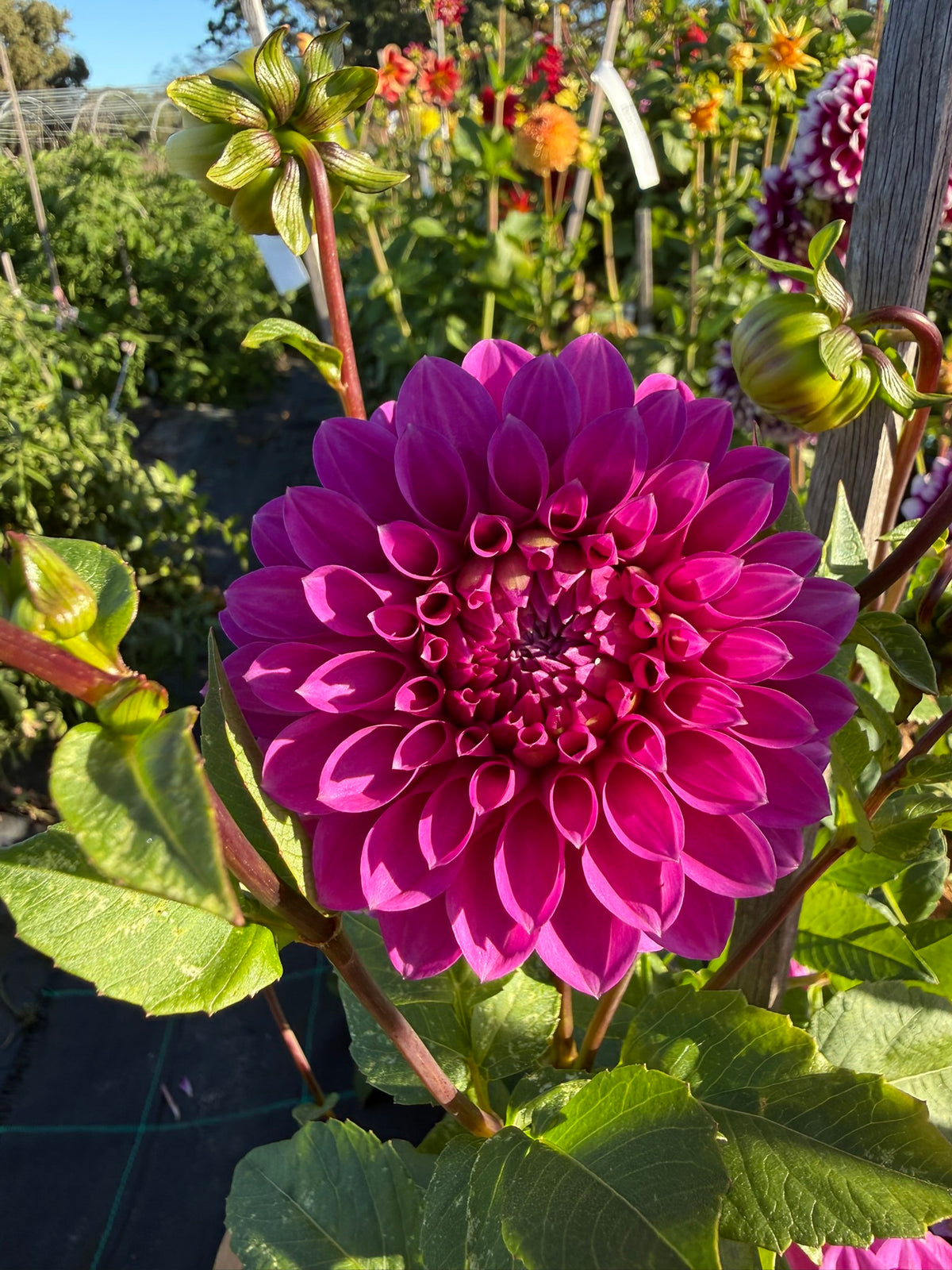 Dahlia - Glenmarc Challenger
