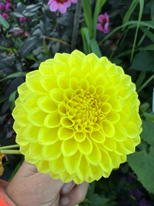 Dahlia - Blyton Golden Girl