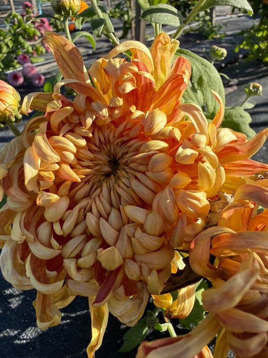 Chrysanthemum - Rooted Cutting - Kokka Ebino