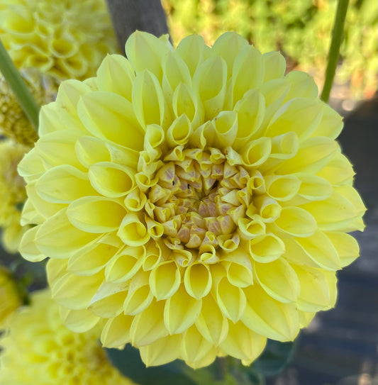 Dahlia - Cliffy 'O'