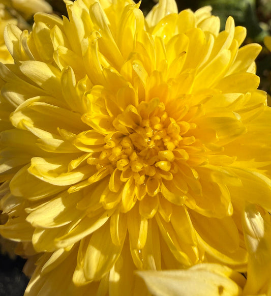 Chrysanthemum - Rooted Cutting - Yellow John Wingfield