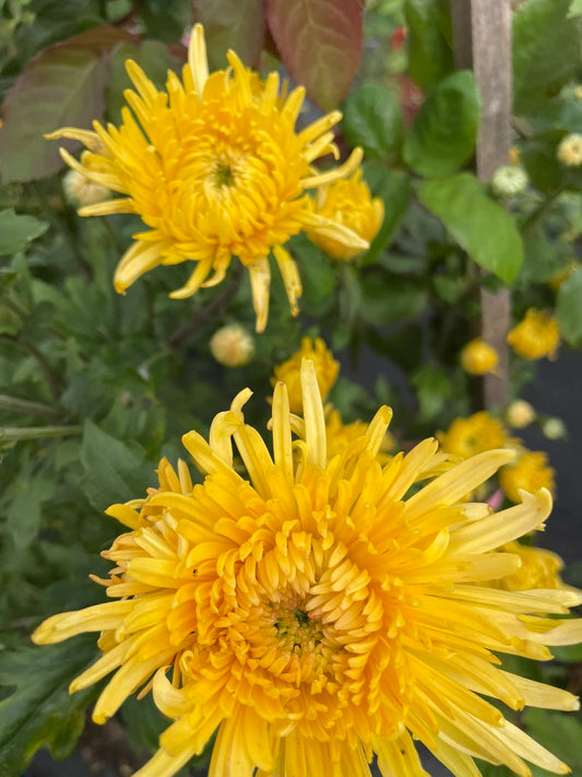 Heirloom Chrysanthemum - Rooted Cutting - Sunshine