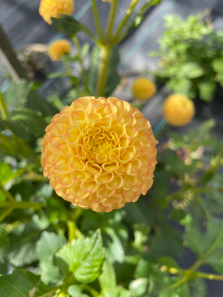 Dahlia - Gingernut