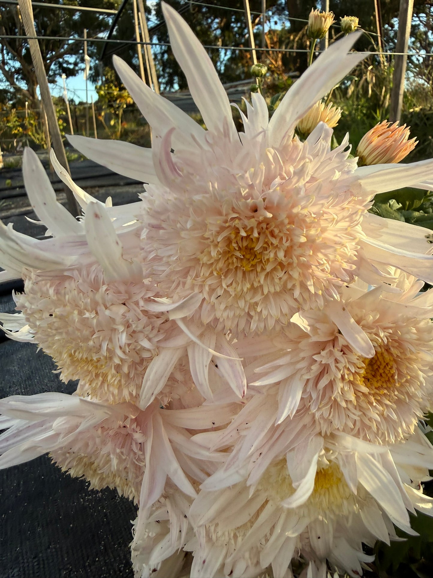 Heirloom Chrysanthemum - Rooted Cutting - Flying Saucer