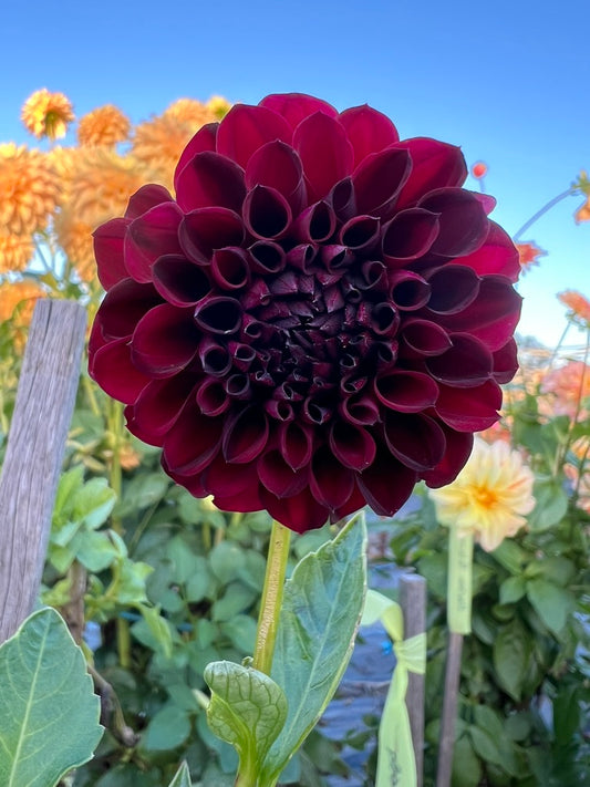 Dahlia - Fernlea