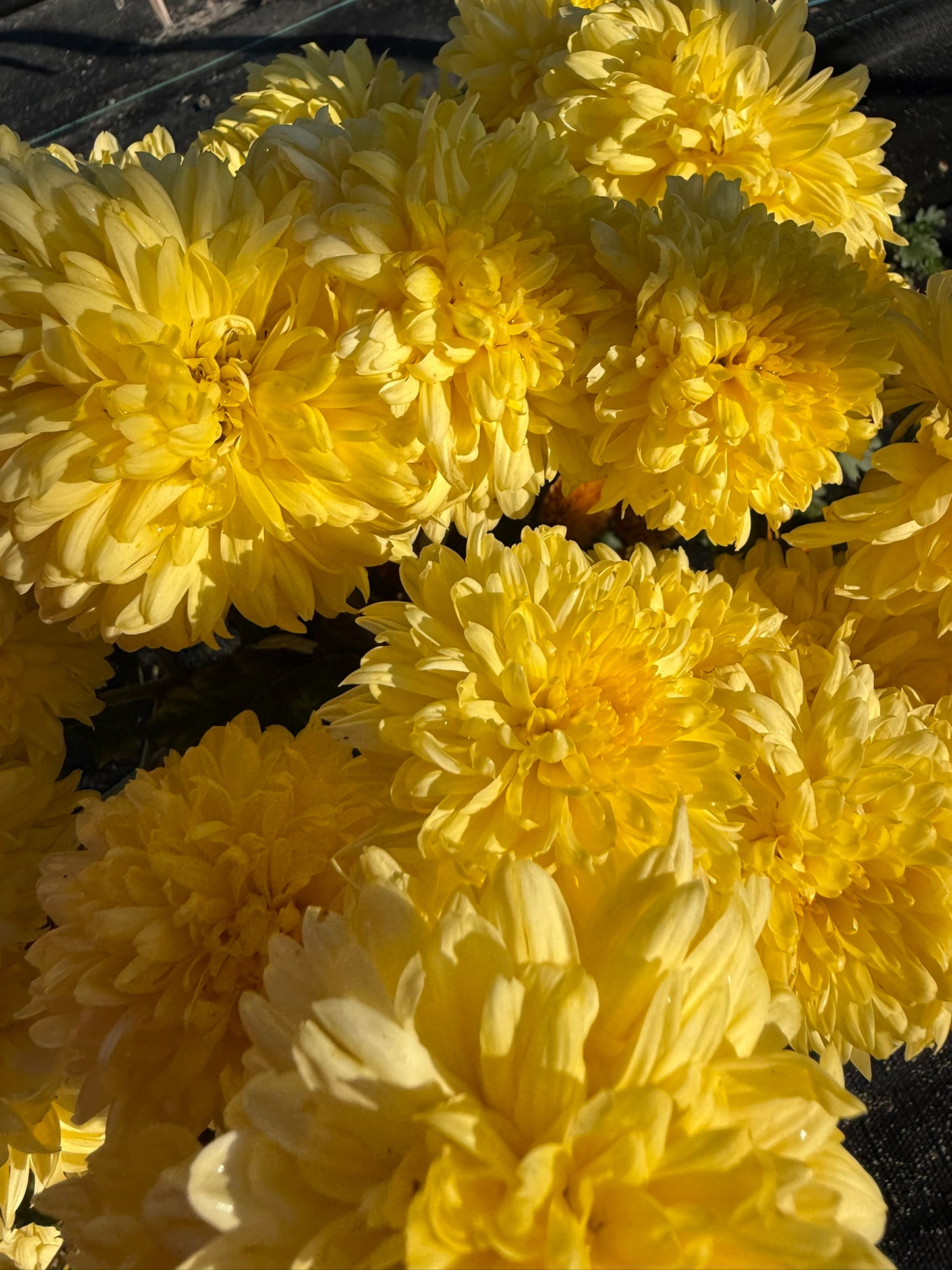 Chrysanthemum - Rooted Cutting - Yellow John Wingfield