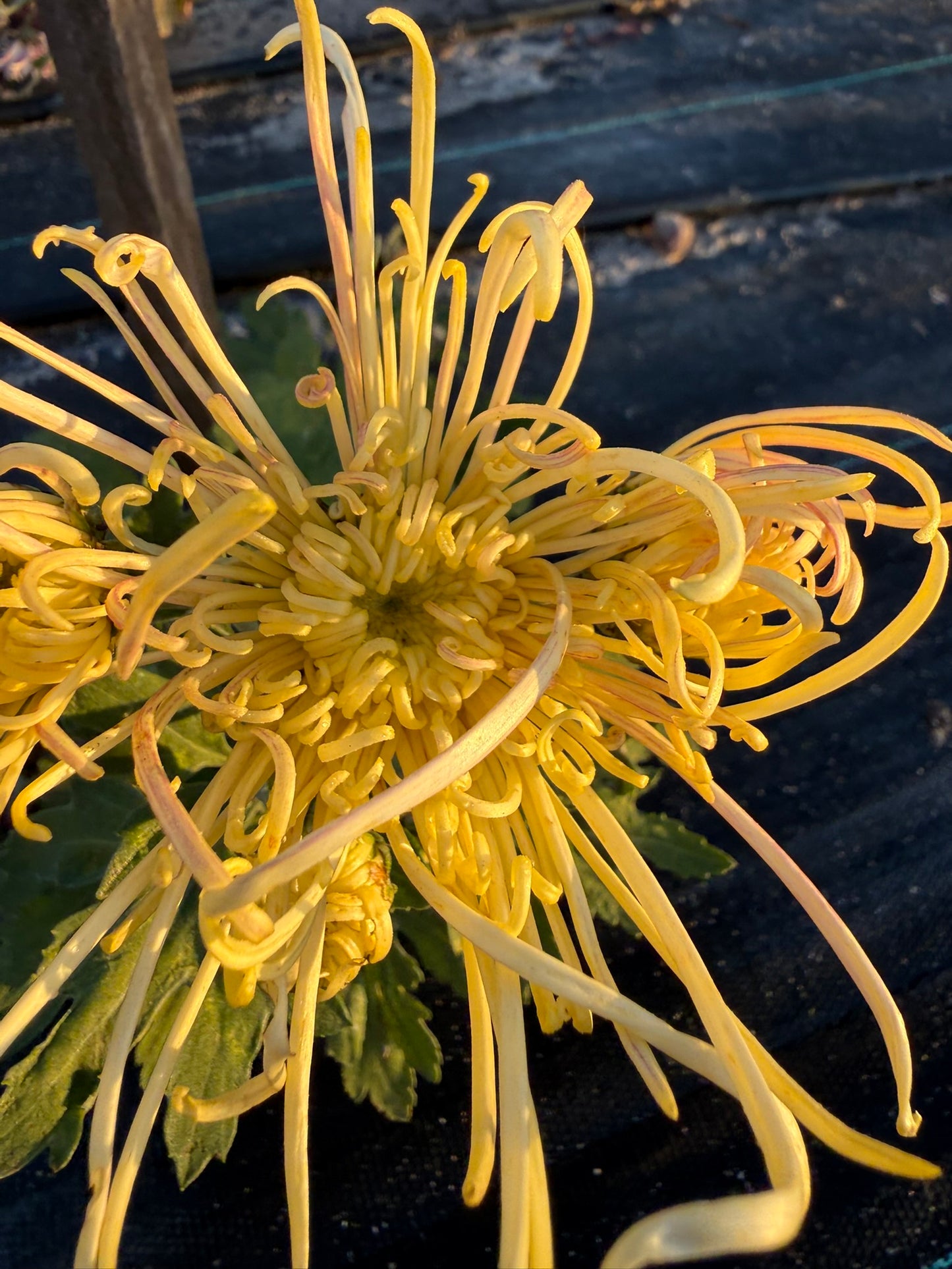 Heirloom Chrysanthemum - Rooted Cutting - Perfect Accent