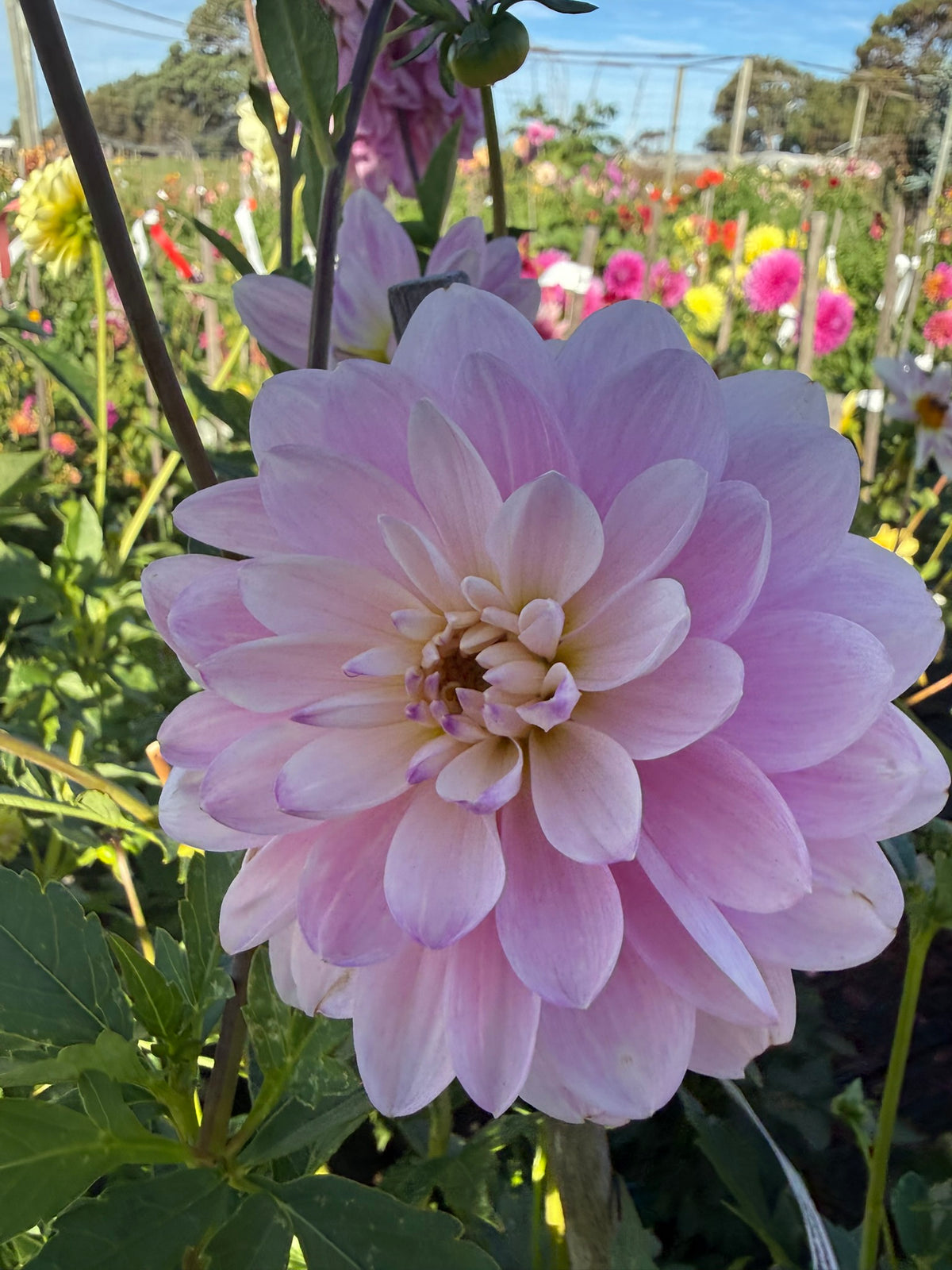 Dahlia - Figurine