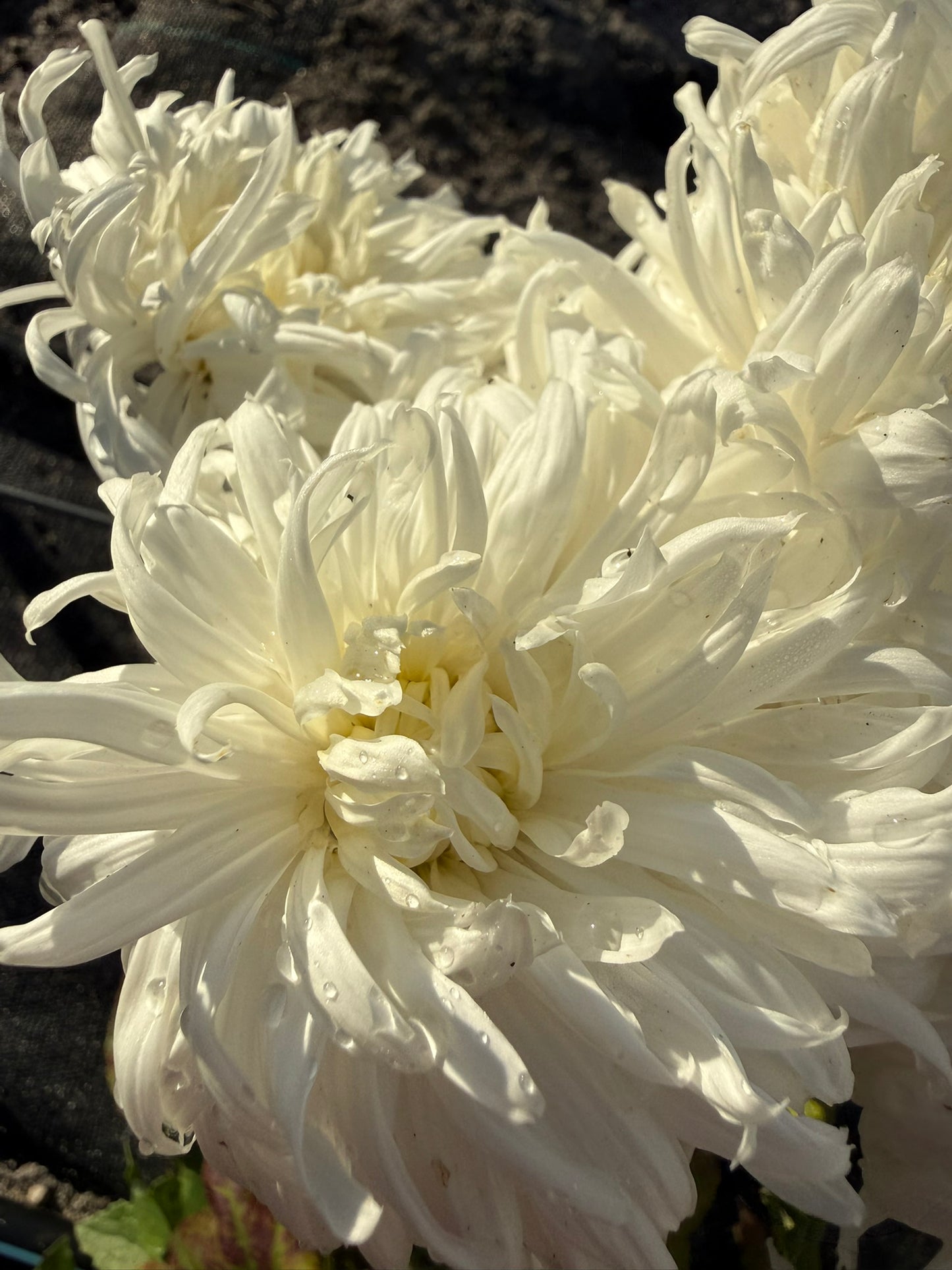 Chrysanthemum - Rooted Cutting - Seaton's Lilybelle