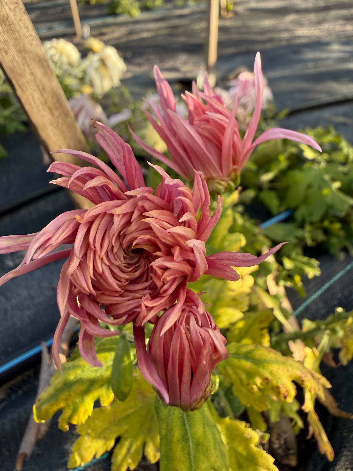 Chrysanthemum - Rooted Cutting - Hokusai
