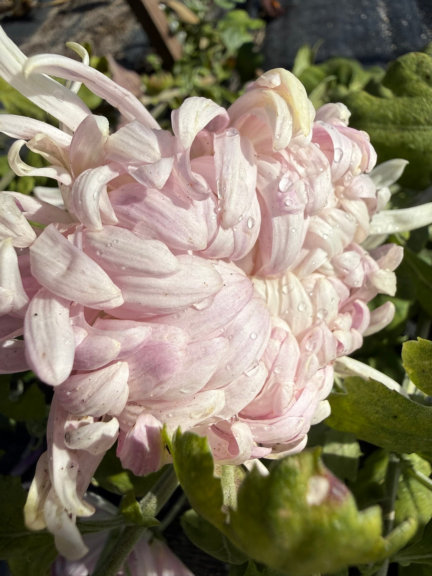 Chrysanthemum - Rooted Cutting - Stoake's Apricot Delight
