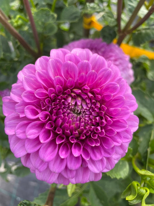 Dahlia Seed - Glenmarc Connie