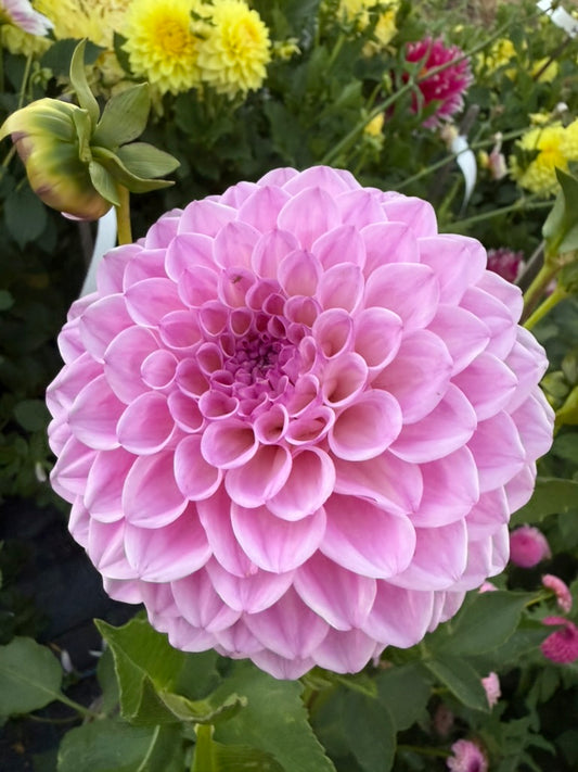 Dahlia - Darbro Barton A25