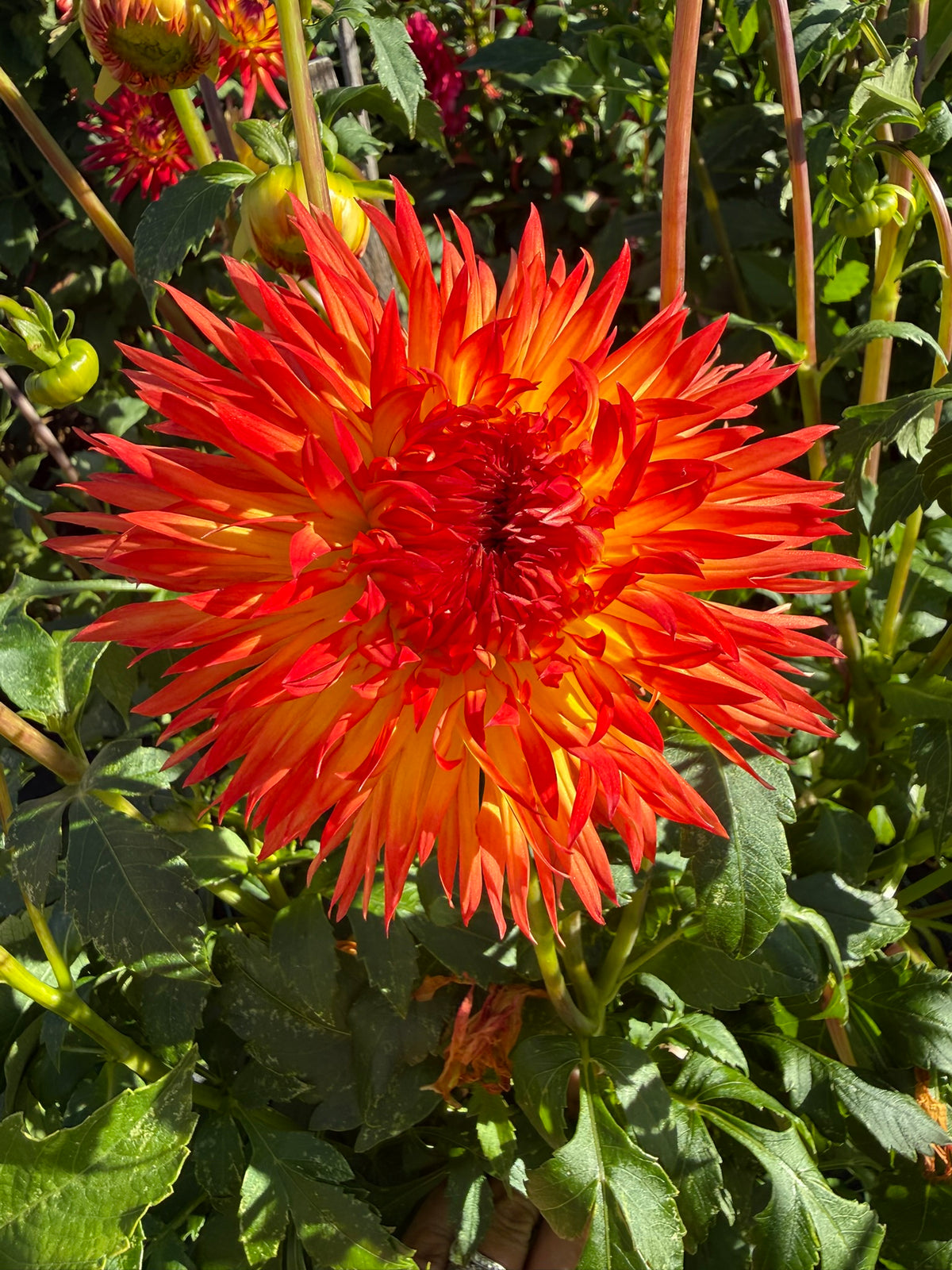Dahlia - Cheyanne