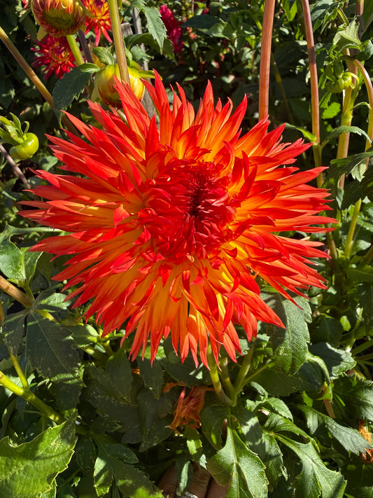 Dahlia - Cheyanne