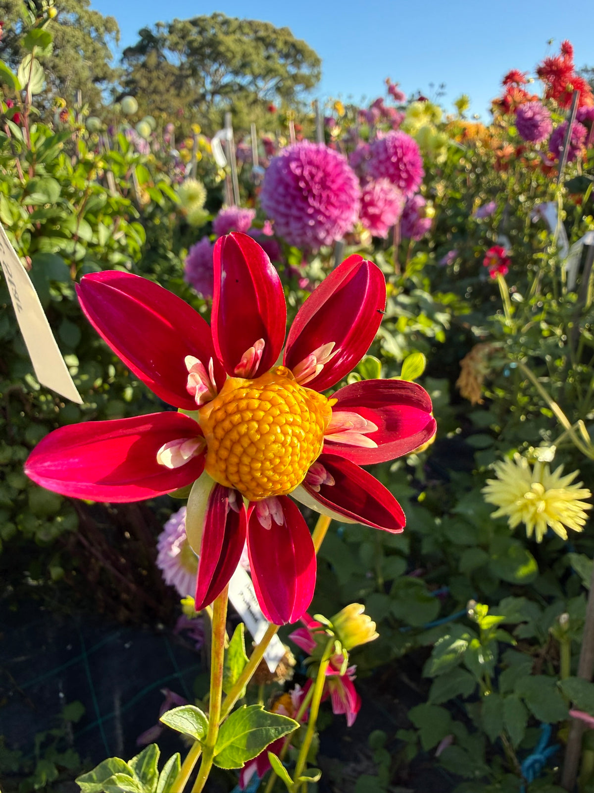 Dahlia - Glenmarc Star