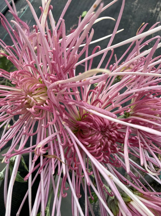 Chrysanthemum - Rooted Cutting - Kiyomi No Surai