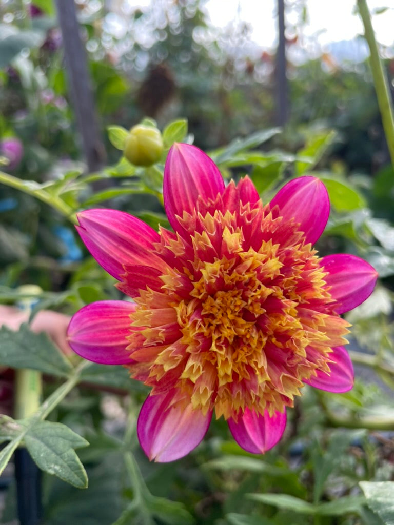 Dahlia - Lyn's Joy