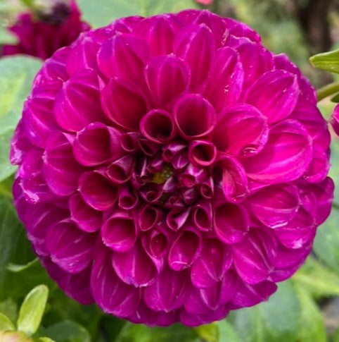 Dahlia - Purple Dream