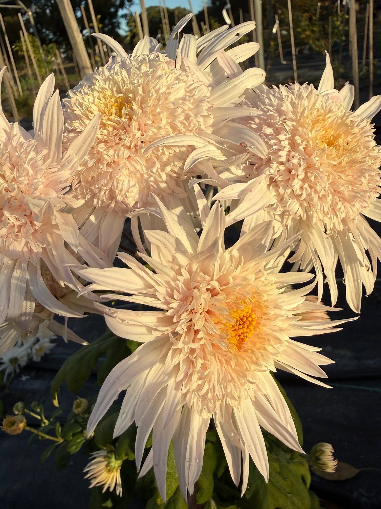 Heirloom Chrysanthemum - Rooted Cutting - Flying Saucer