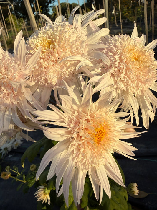 Heirloom Chrysanthemum - Rooted Cutting - Flying Saucer