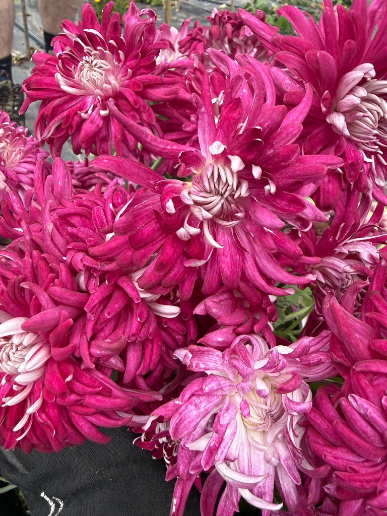 Chrysanthemum - Rooted Cutting - Seaton's Silver Burgundy