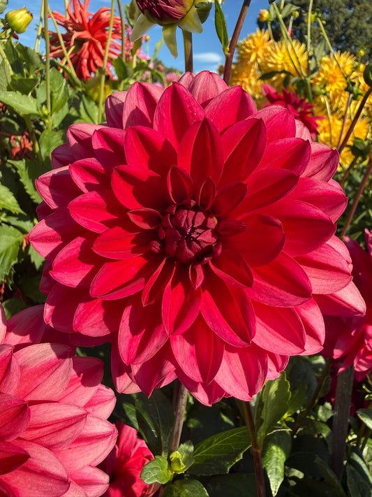 Dahlia - Venus