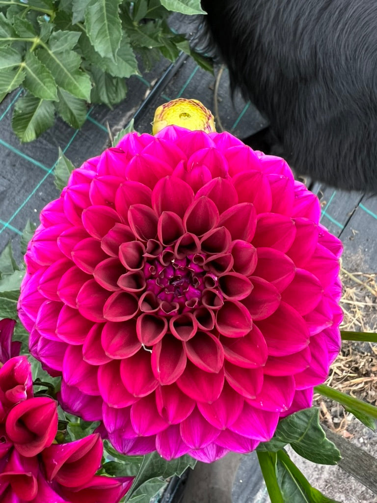 Dahlia - Westerton Folly